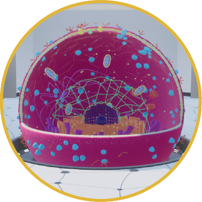 3D cell VR experience showcasing interactive organelles and cellular structures for biology education